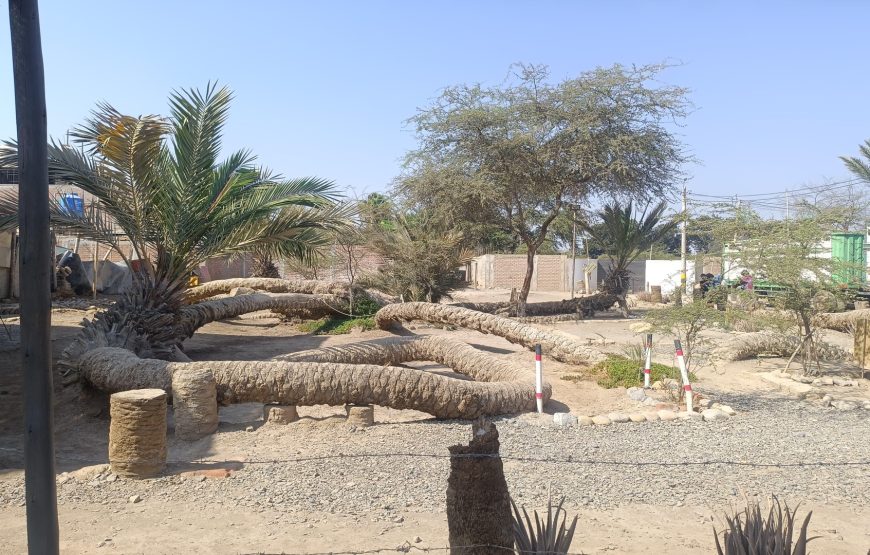 Paracas – ICA FULL DAY