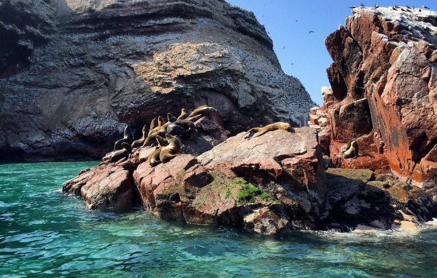 Islas Ballestas y Aventura en Minibuggy por la Reserva de Paracas