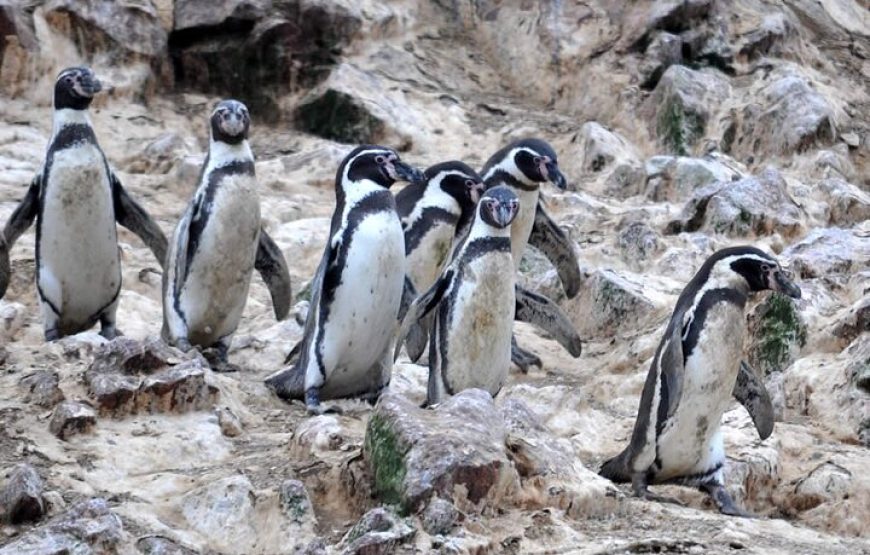 Islas Ballestas y Aventura en Minibuggy por la Reserva de Paracas